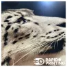 large photos / frame / riggered media / bought / rapidoprinting