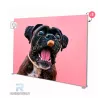 bright wall / led box plus / buy / Rapidoprinting